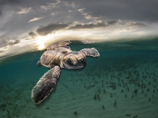 Take My Hand! ... A tiny hawksbill turtle backlit by the setting sun as it swims out to sea moments after hatching at Lissenung Island PNG. Shooting slow sync flash brought the image to life by giving it a 3D effect. Picture: Matty Smith, Australia, Commended, Open, Wildlife, 2017 Sony World Photography Awards