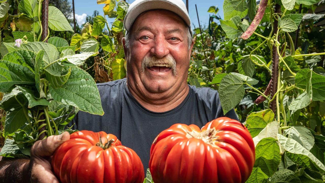 Geelong West's Vince Leone has grown a tomato weighing in more than 1kg. Picture: Brad Fleet