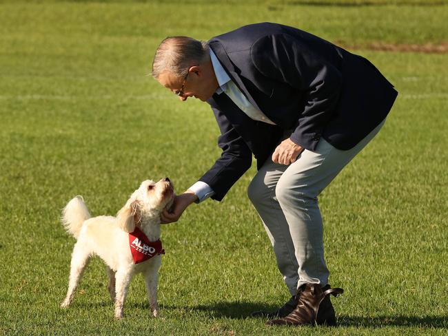 Labor leader Anthony Albanese with his dog Toto in Marrickville. Picture: Liam Kidston.