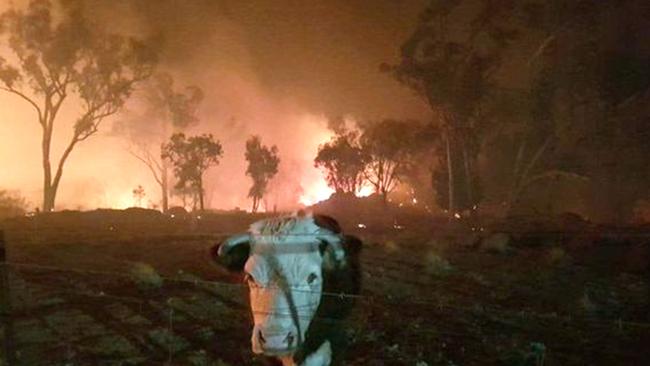 A cow tries to escape the fire at Binna Burra in September 2019.