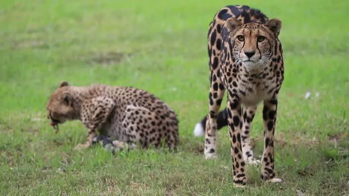 Cheetah cubs seen for the first time at Taronga Zoo