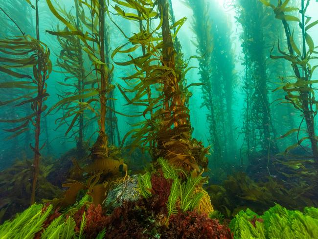 Giant kelp at Port Davey in Tasmania. Picture: Stefan Andrews/Great Southern Reef Foundation.