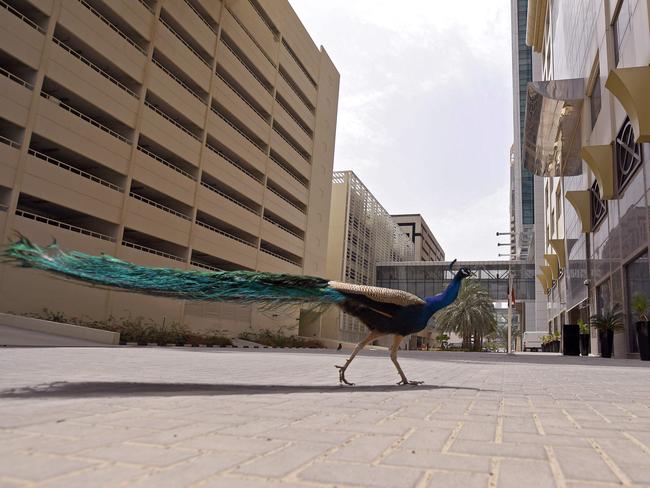DUBAI, UAE This lone peacock just cruises through the streets in a normally bustling retail area of Dubai. Picture: AFP