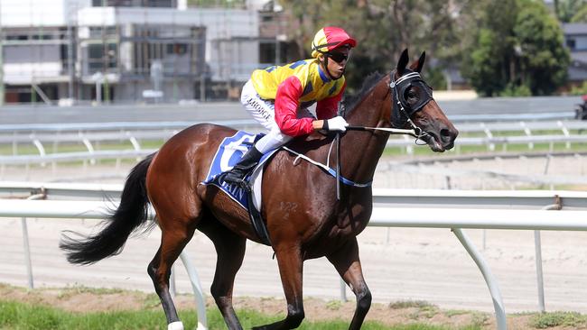 Gold Coast race meeting.Winner of race 4, number 6 HOLBROOK. Jockey is Jed Hodge. Trainer is Scott Morrisey.Photo by Richard Gosling