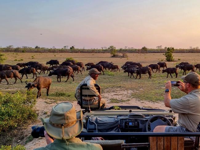 SABI SANDS, SOUTH AFRICA - OCTOBER 9: A herd of Cape Buffalo pass tourists on an evening game drive in the Sabi Sands nature reserve on October 9, 2022 in Mpumalanga, South Africa. The country's embattled tourism sector is expecting a busy summer season, the first in two years without pandemic-induced restrictions. Safari lodges say they are operating at capacity with an influx of international tourists and airlines adding more flights from Europe and the USA. (Photo by David Silverman/Getty Images)