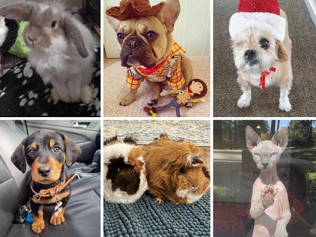 2022’s cutest pets in NSW revealed