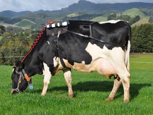A cow at grazing wearing a methane measuring equipment