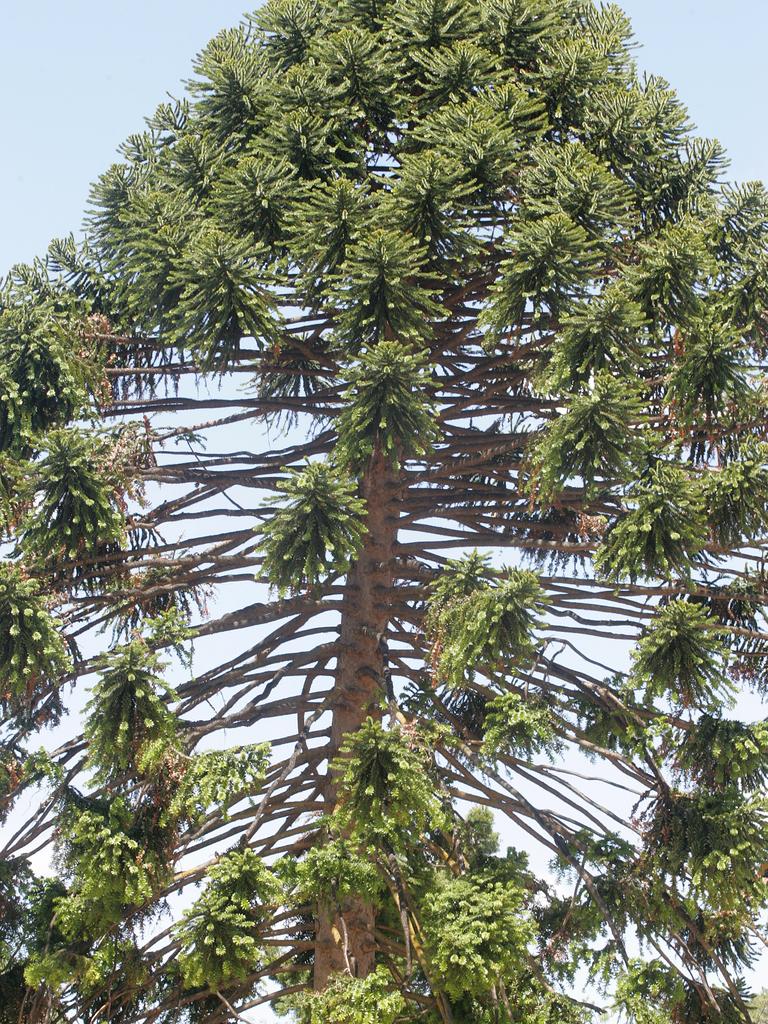 Botanic Gardens Tour pics with Guide Jane Rayner .... Bunya Bunya Pine Tree