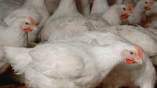 Inghams chicken sales are tipped to peck … er … pick up this year. Picture: Australian Chicken Meat Federation