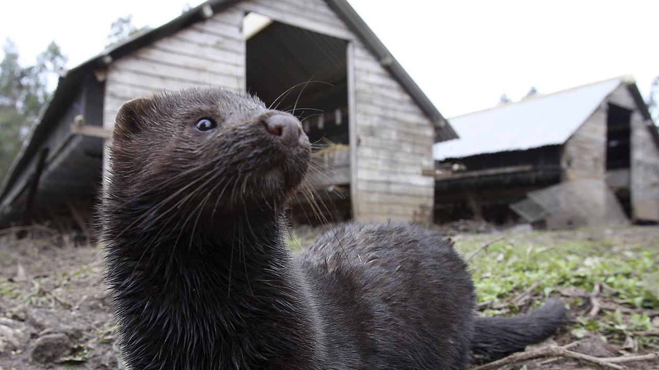 Minks have been found to have passed the virus to humans.