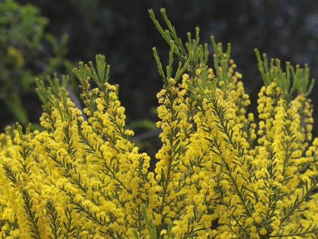 Wattle Day could be another option. Picture: Supplied