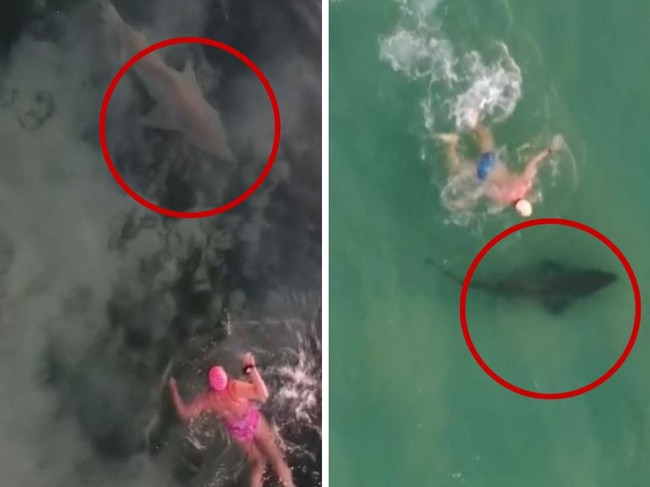 Swimmers shocked by sharks at Bondi. Picture: TikTok