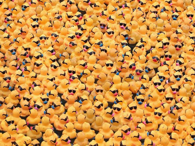 Rubber ducks float down the Chicago River during the Windy City Rubber Ducky Derby on August 3, 2017 in Chicago, Illinois. Derby organizers drop 60,000 rubber ducks from a bridge above the river to start a race which helps to raise about $350,000 for Special Olympics Illinois. The sponsor of the first duck to float across the finish line is awarded a new SUV. Pictuer: Scott Olson/Getty Images/AFP