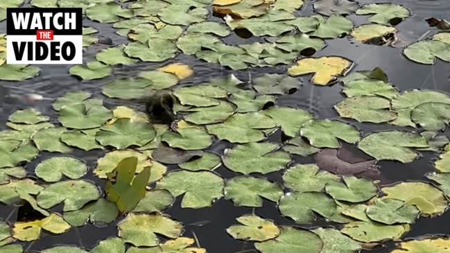 Wildlife at Freshwater Lake, West Lakes