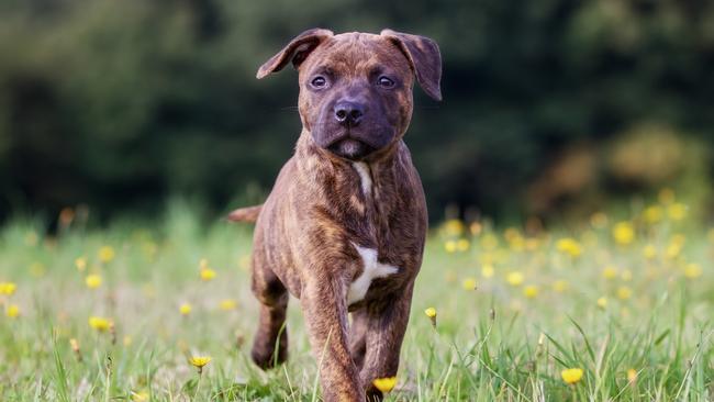 A family have found their three-month-old staffy puppy dead at home. Picture: Supplied