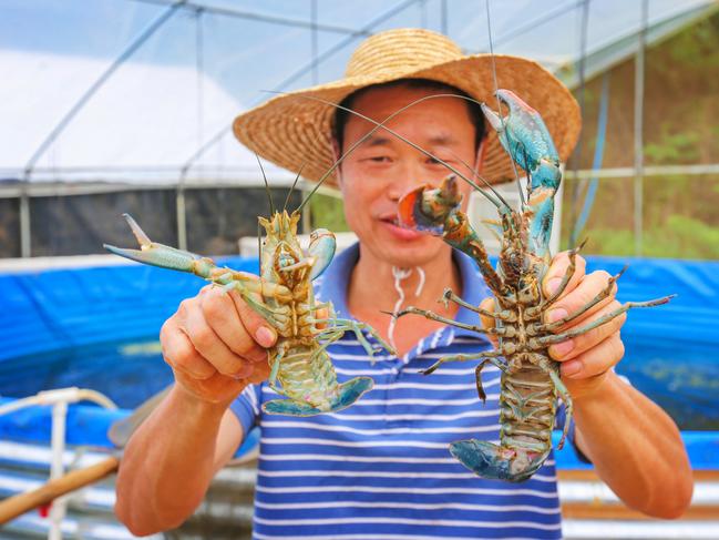 A farmer of “Australian blue lobster" in Meixian, Guangdong Province, China.