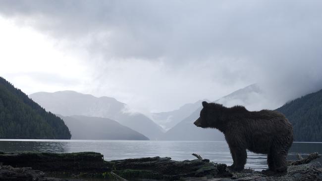 A grizzly looks for fish in Canada.