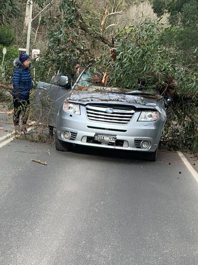 The scene of the crash where the fallen tree came down on the car. Picture: Adam Marshall