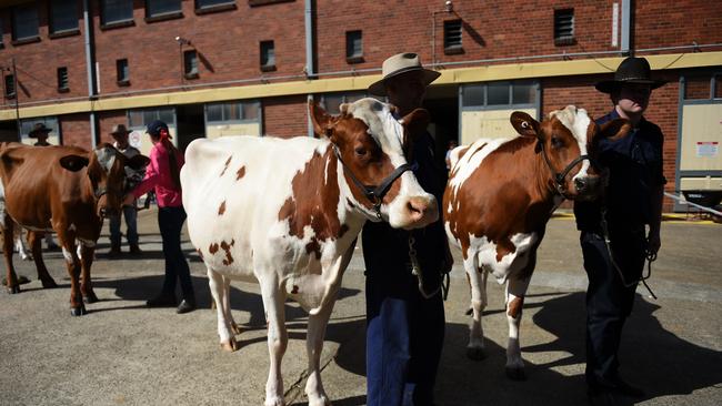 Farmer wait to parade their dairy cows at the Royal Queensland Show, also known as the Ekka, in Brisbane. Picture: Dan Peled