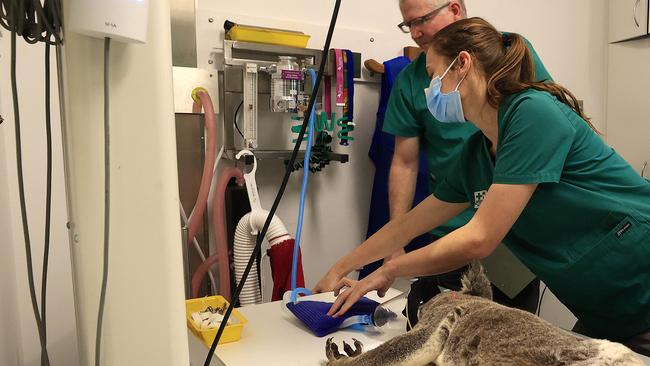 Doctor Michael Pyne and Natasha Graham working treating an injured koala at Currumbin Wildlife Hospital. Picture: Adam Head