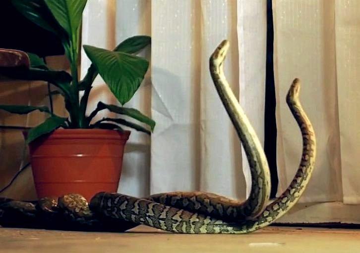 snake in living room