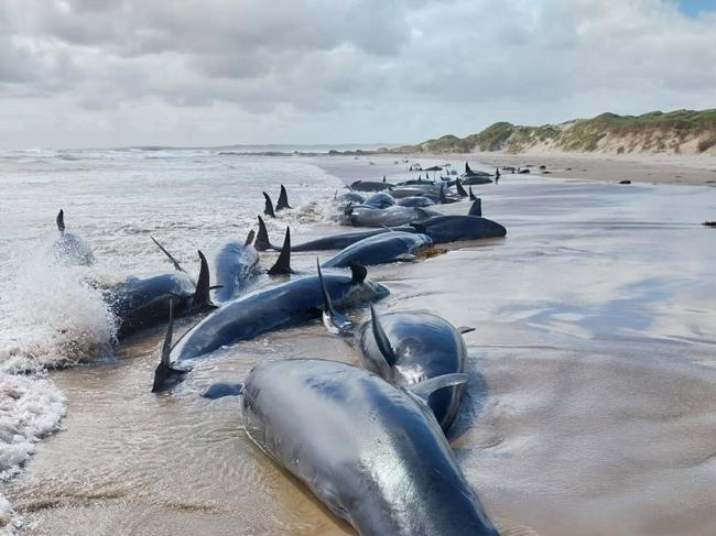 False killer whales stranded on a remote Tasmanian beach, near Arthur River, on the West Coast. Picture: NRE Tasmania