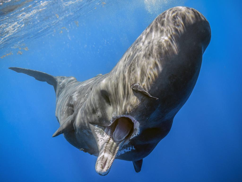 A rare look at the incredible underwater world | The Cairns Post