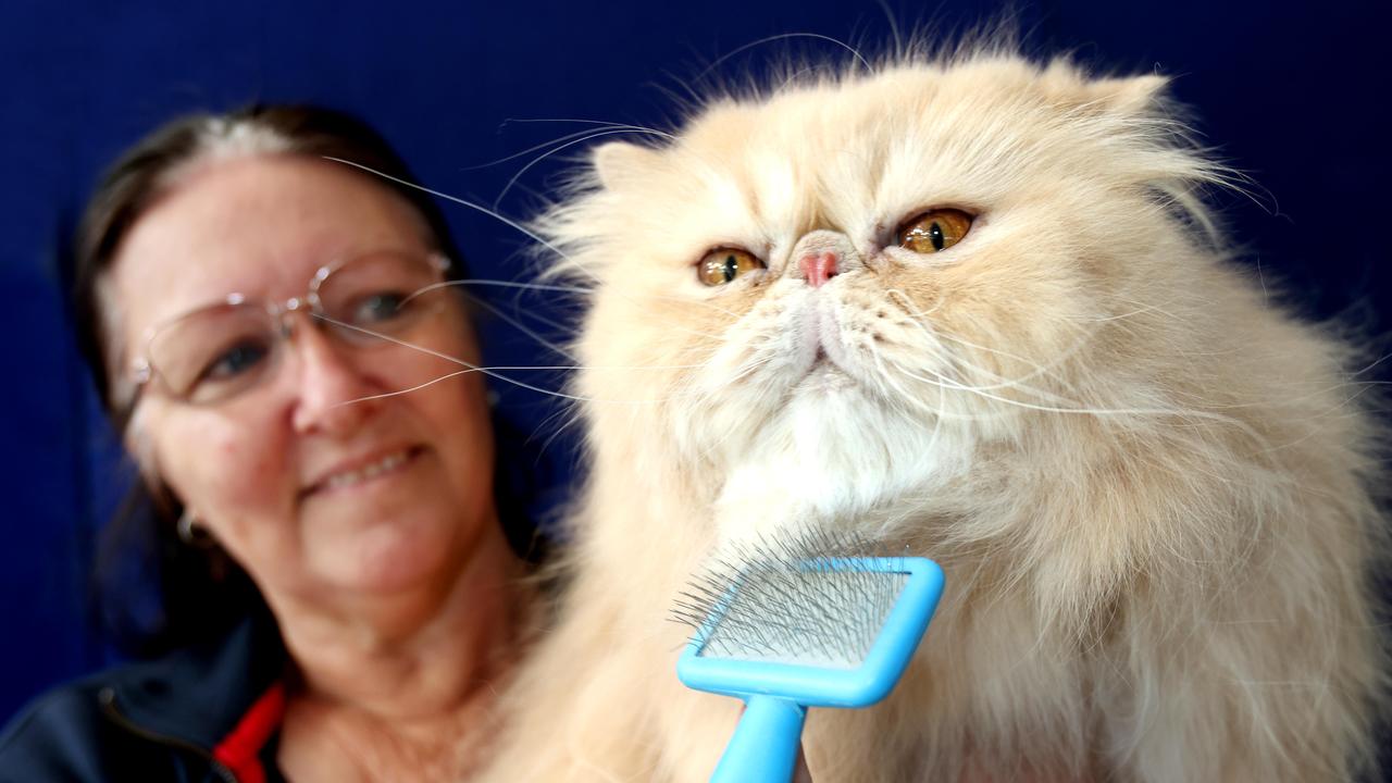 Pussyfoot Creme de la Creme Henry with his owner Fiona Coombs at the Ekka. Picture: Steve Pohlner