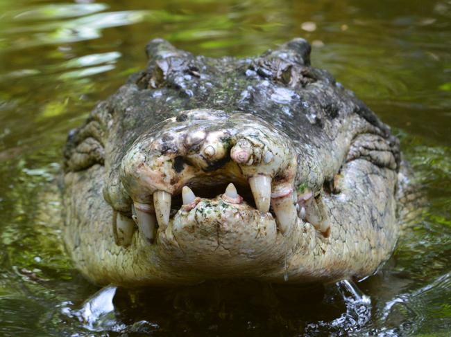 A salt water crocodile, also called a saltie or estuarine crocodile, shows its teeth in Queensland, Australia. Picture: iStock.