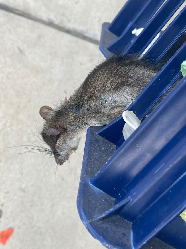 A rat caught at a Sydney property. Picture: Pesty Girls