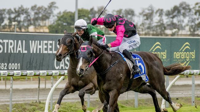 Race 5 winner Captivated, ridden by jockey  Luke Dittman on Saturday at the Gold Coast Turf Club.    Picture: Jerad Williams