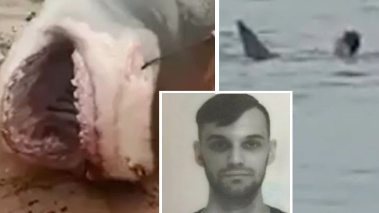 tourist in egypt eaten by shark