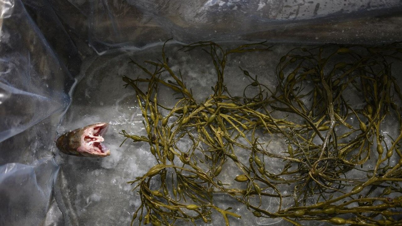 A cod's head is set up for decoration in an empty mould along with seaweeds used as grip. Picture: AFP