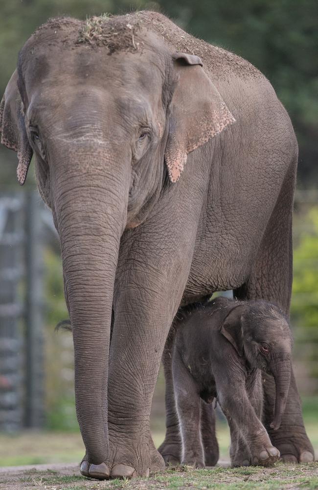 Taronga is thrilled to announce the birth of the first Asian Elephant calf at Taronga Western Plains Zoo in Dubbo. Picture: Rick Stevens