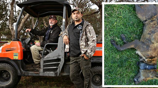 Peter Donkers from Long Reef Gold Club and Jason Dimunno from Stealth Pest Control along with (inset) a dead fox. Main Picture: Adam Yip