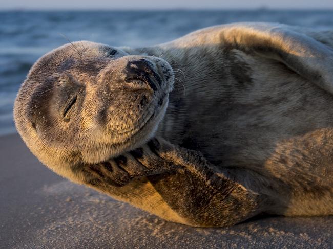 Photo by Lars Lykke / National Geographic Nature Photographer of the Year contestOne happy seal model  Went to the very north of Denmark, skagen, at sunrise and found this willing model.