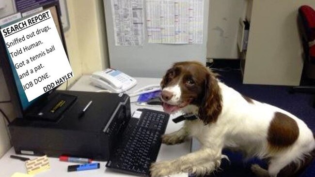 Not usually one for paperwork, Hayley takes to the computer to document a job well done.