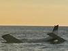 ‘Are you for real’: Plane ditched in sea