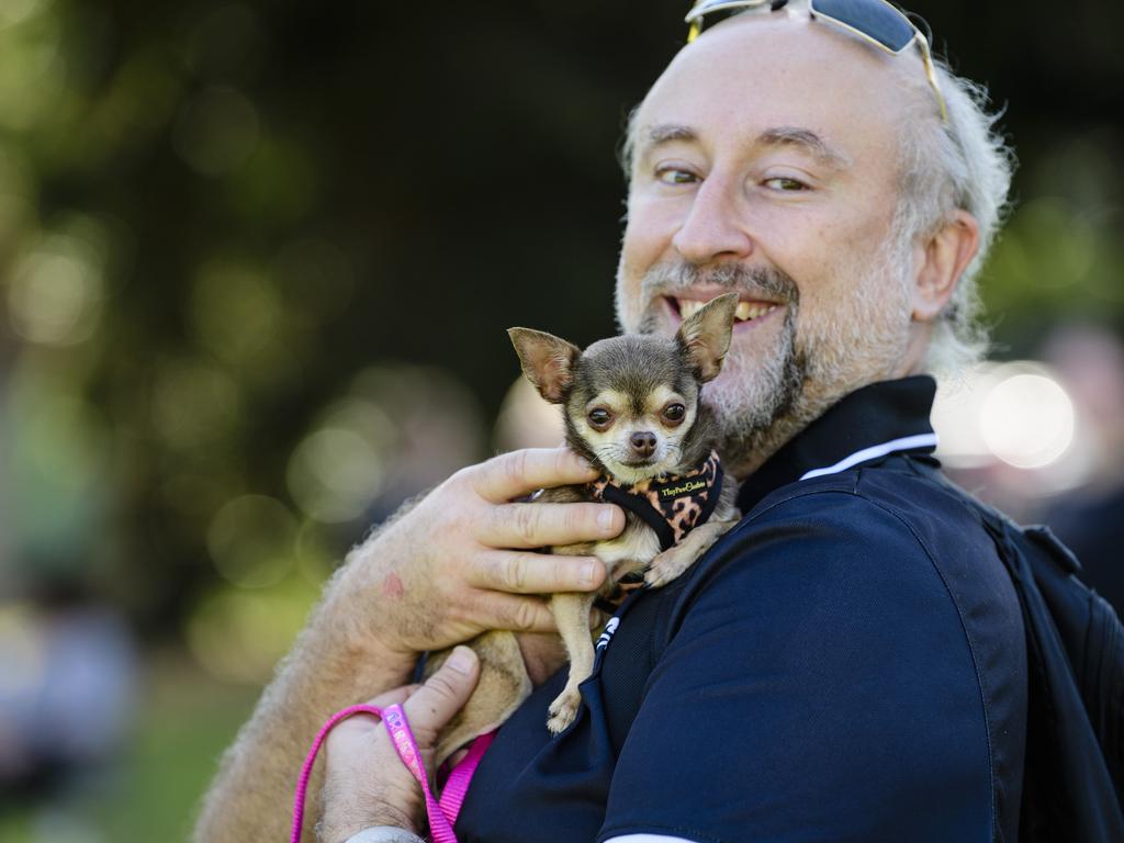Leo Wyszynski with five-year-old chihuahua Thumbelina, possibly the smallest dog on the Million Paws Walk, in Queens Park, Sunday, May 25, 2025. Picture: Kevin Farmer