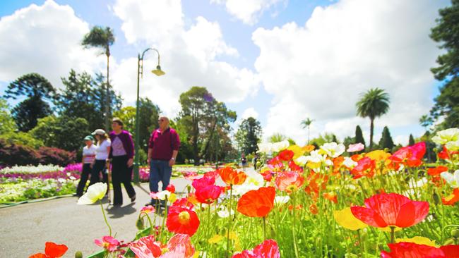 Toowoomba nurseries also hold plenty of treasures.