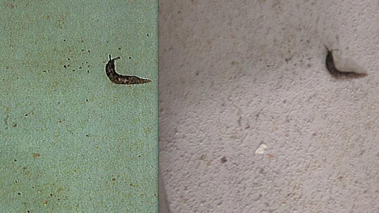 A photo shows a slug found in the iCook Foods facility in Dandenong (left) that was sent to owners, and the original photo (right) taken during a health inspection.