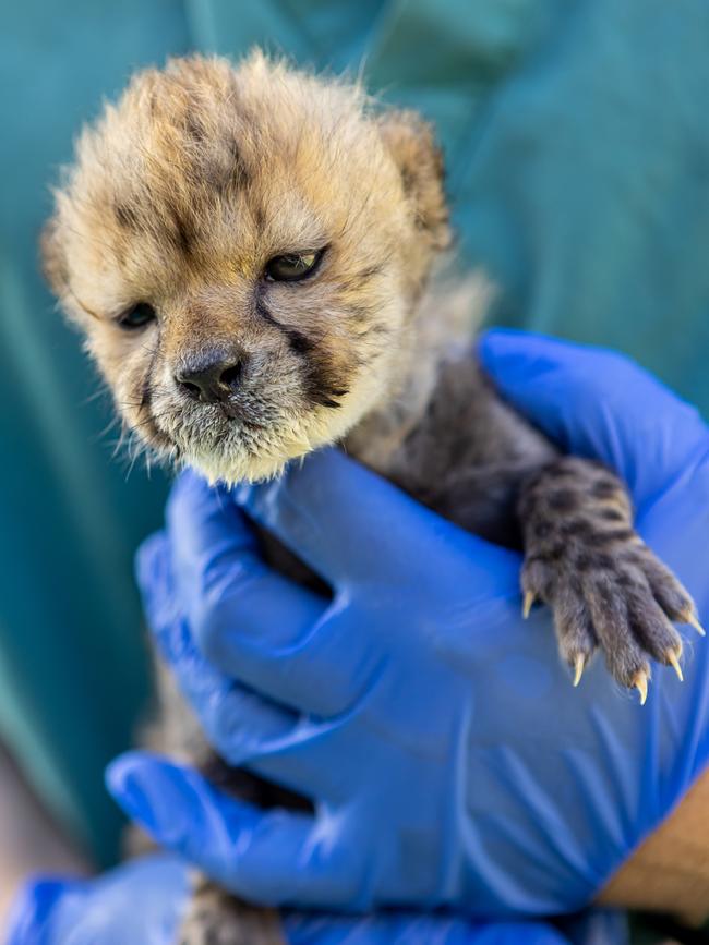 The yet-to-be named newborn is being hand-raised