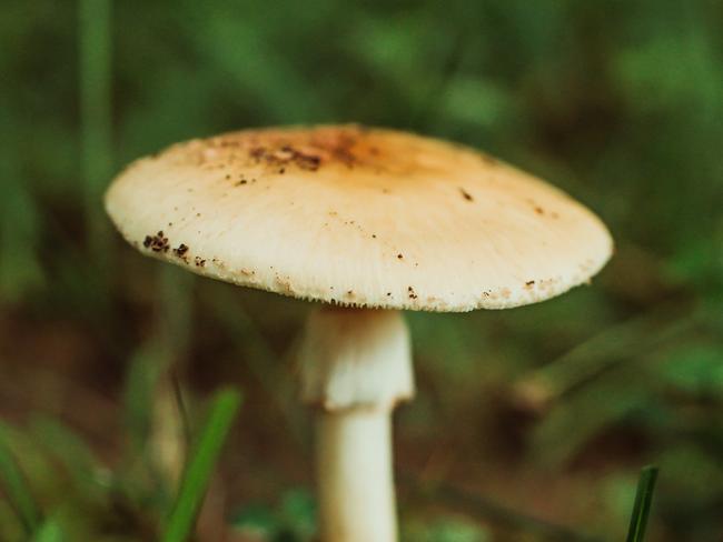 Death Cap Mushroom