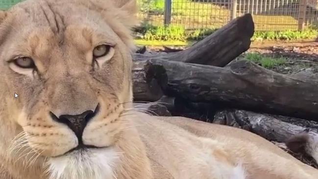 Lioness Zuri died during childbirth. Picture: Instagram