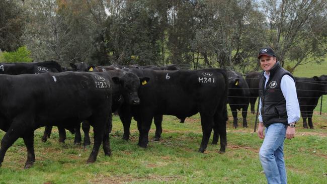 Corey Ireland with bulls at the Wagga Wagga property. Last week’s sale sought to recoup money for creditors, including Westpac, which is owed $3.5 million.