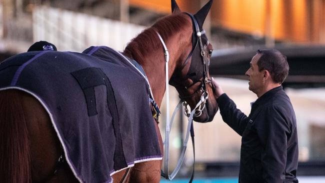 Chris Waller checks on Nature Strip after his track gallop. Picture: NCA NewsWire/James Gourley