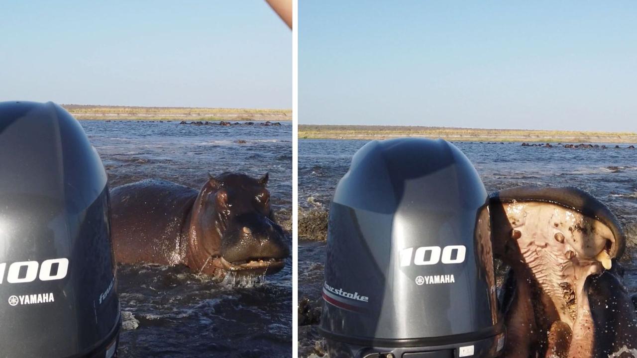 Horror moment hippo devours boat