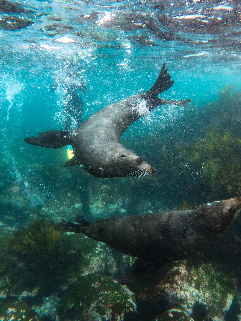 Some of the friendly locals in the water off Montague Island. Picture: GoPRO Hero9