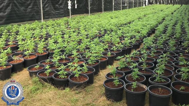 Detectives have charged eight people and seized nearly $10 million worth of cannabis in the state’s Central West. Picture: NSW Police