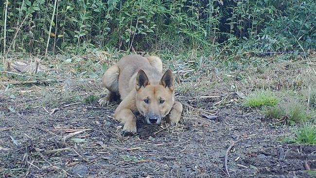 Arthur Rylah Insitute used remote infra-red cameras to estimate there are 110 wild dogs or dingoes in north-west Victoria and 4900 in the state’s east.